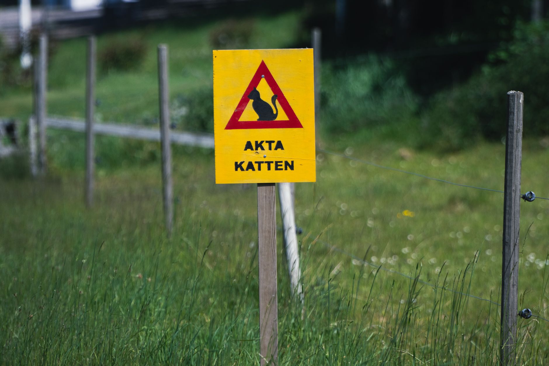 caution cat sign on a road in sweden